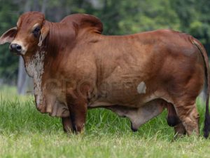 Catalogo Semen Brahman Nacional 2025