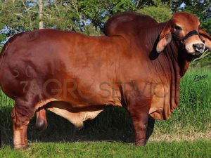 Catalogo Semen Brahman Nacional 2025
