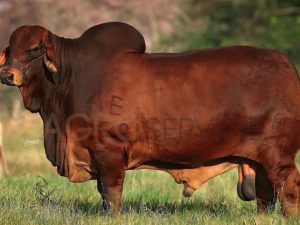 Catalogo Semen Brahman Nacional 2025