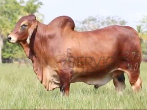 Catalogo Semen Brahman Nacional 2025