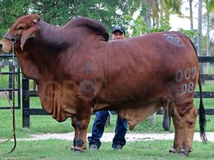 Catalogo Semen Brahman Nacional 2025