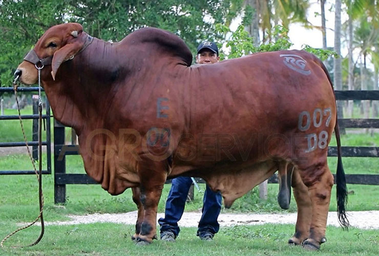 Catalogo Semen Brahman Nacional 2025