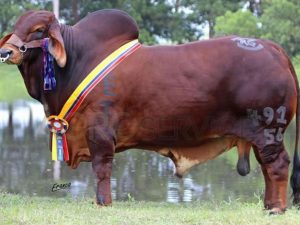 Catalogo Semen Brahman Nacional 2025
