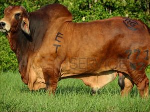 Catalogo Semen Brahman Nacional 2025