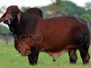 Catalogo Semen Brahman Nacional 2025