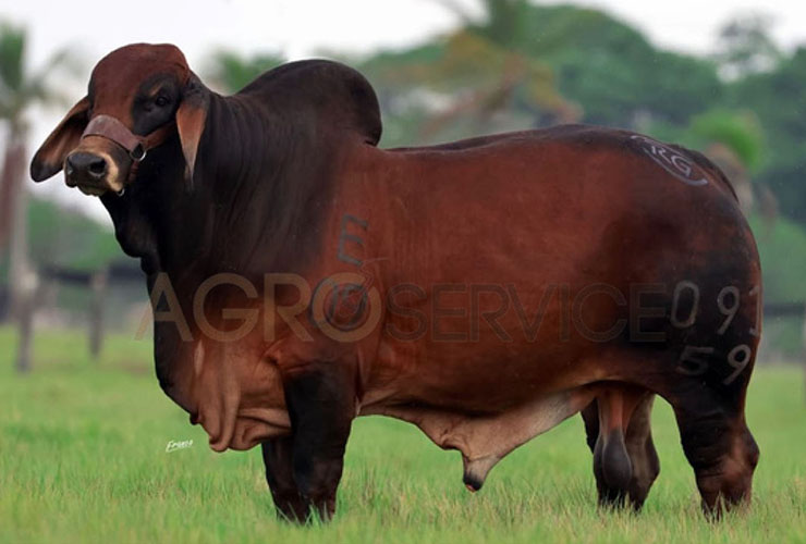 Catalogo Semen Brahman Nacional 2025