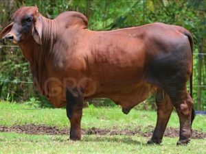 Catalogo Semen Brahman Nacional 2025