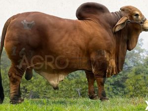 Catalogo Semen Brahman Nacional 2025