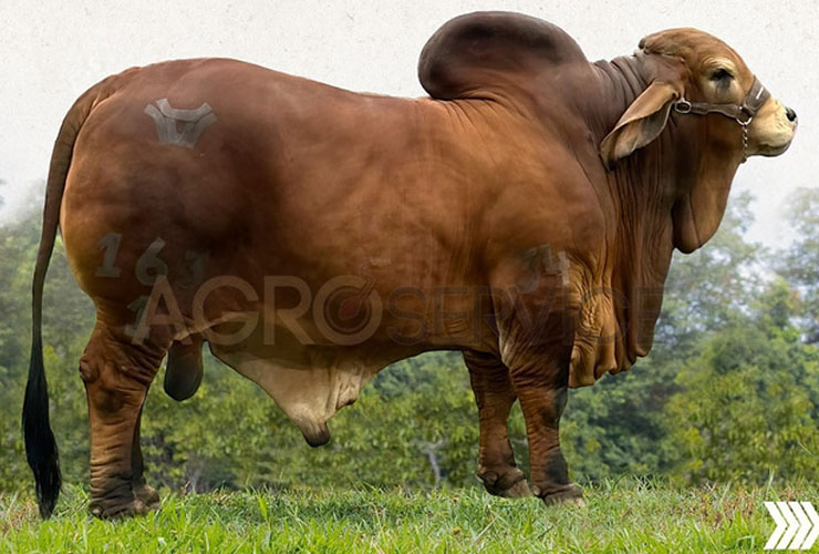 Catalogo Semen Brahman Nacional 2025