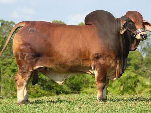 Catalogo Semen Brahman Nacional 2025