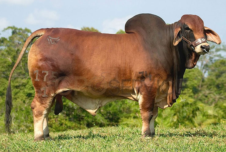 Catalogo Semen Brahman Nacional 2025