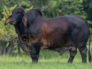 Catalogo Semen Brahman Nacional 2025