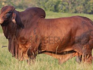 Catalogo Semen Brahman Nacional 2025