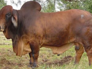 Catalogo Semen Brahman Nacional 2025