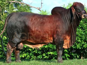 Catalogo Semen Brahman Nacional 2025