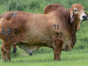 Catalogo Semen Brahman Nacional 2025