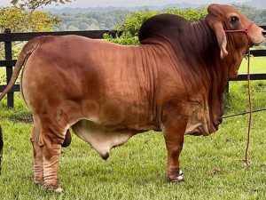 Catalogo Semen Brahman Nacional 2025