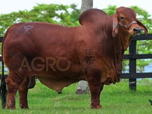 Catalogo Semen Brahman Nacional 2025