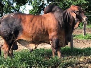 Catalogo Semen Brahman Nacional 2025