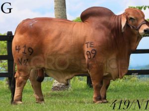 Catalogo Semen Brahman Nacional 2025