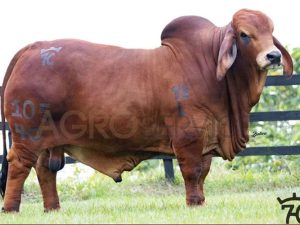 Catalogo Semen Brahman Nacional 2025