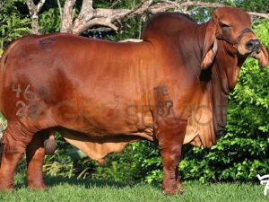 Catalogo Semen Brahman Nacional 2025
