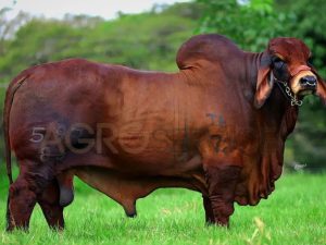 Catalogo Semen Brahman Nacional 2025