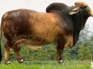 Catalogo Semen Brahman Nacional 2025