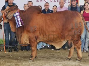 Catalogo Semen Brahman Nacional 2025
