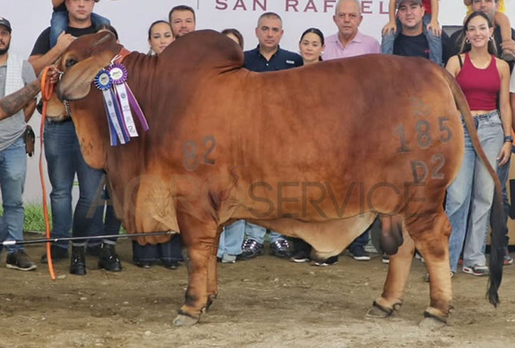 Catalogo Semen Brahman Nacional 2025