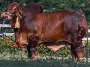 Catalogo Semen Brahman Nacional 2025