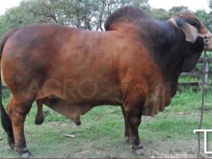Catalogo Semen Brahman Nacional 2025