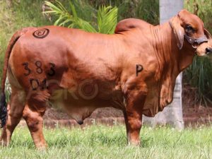Catalogo Semen Brahman Nacional 2025