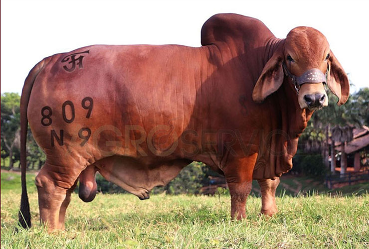 Catalogo Semen Brahman Nacional 2025