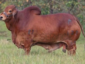 Catalogo Semen Brahman Nacional 2025